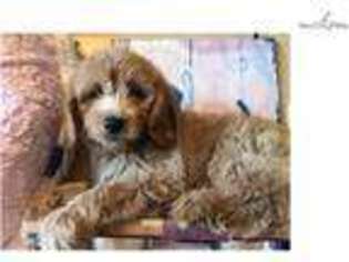 Goldendoodle Puppy for sale in West Palm Beach, FL, USA