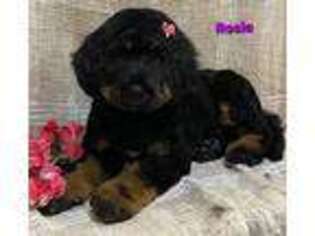 Mutt Puppy for sale in Sheridan, MI, USA