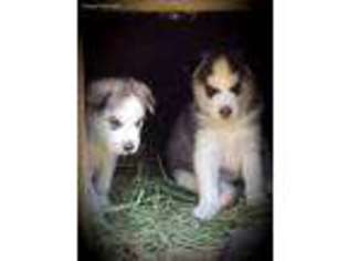 Siberian Husky Puppy for sale in Fort Lupton, CO, USA