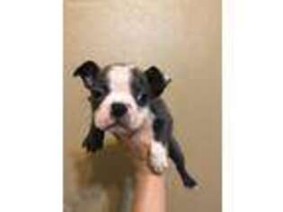 Boston Terrier Puppy for sale in Dover, FL, USA