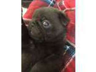 Pug Puppy for sale in Lafayette, CO, USA