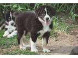 Australian Shepherd Puppy for sale in Whittemore, MI, USA