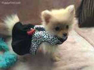 Pomeranian Puppy for sale in Myrtle Beach, SC, USA