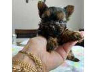 Yorkshire Terrier Puppy for sale in Winder, GA, USA