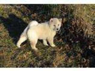 Shiba Inu Puppy for sale in Rolla, MO, USA