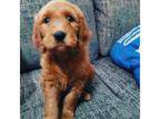 Goldendoodle Puppy for sale in Gibsonton, FL, USA