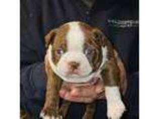 Boston Terrier Puppy for sale in Farmville, VA, USA
