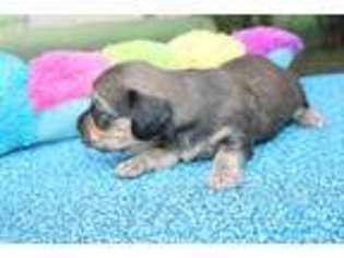 Dachshund Puppy for sale in Searcy, AR, USA