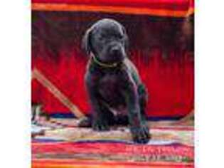 Great Dane Puppy for sale in Airville, PA, USA
