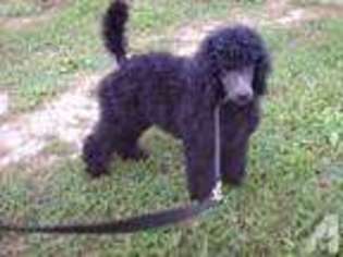 Mutt Puppy for sale in RICHMOND, KY, USA
