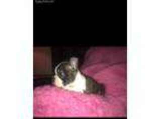 Boston Terrier Puppy for sale in Mount Orab, OH, USA