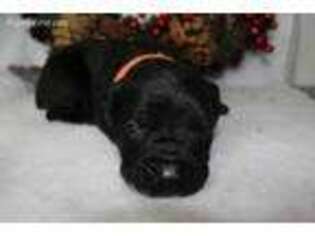 Cane Corso Puppy for sale in Hudson, FL, USA