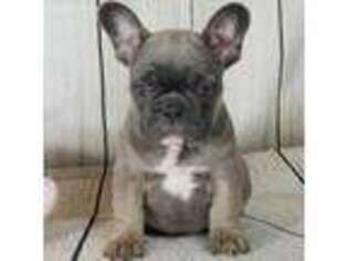 French Bulldog Puppy for sale in Gold Hill, OR, USA