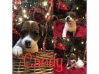 Jack Russell Terrier Puppy for sale in Stillwater, OK, USA