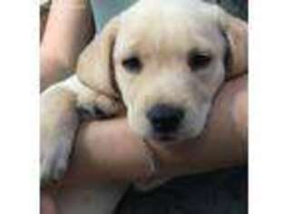 Labrador Retriever Puppy for sale in Naples, FL, USA