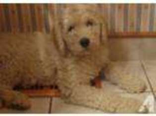 Labradoodle Puppy for sale in TREYNOR, IA, USA