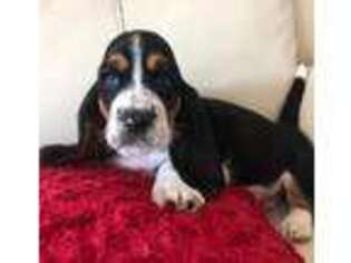 Basset Hound Puppy for sale in Onsted, MI, USA