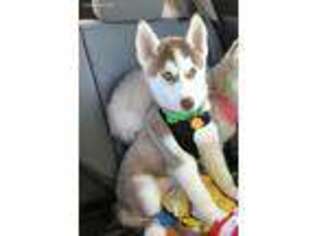 Siberian Husky Puppy for sale in Belton, MO, USA