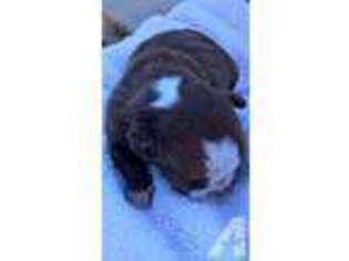 Boston Terrier Puppy for sale in MORENO VALLEY, CA, USA