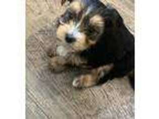 Yorkshire Terrier Puppy for sale in Mountain Iron, MN, USA