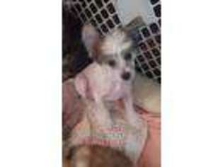 Chinese Crested Puppy for sale in Kaufman, TX, USA