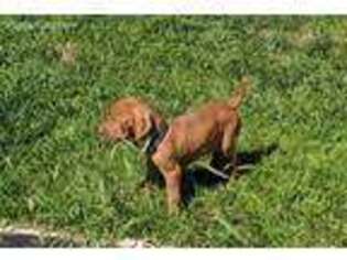 Vizsla Puppy for sale in Arlington, MN, USA