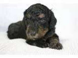 Mutt Puppy for sale in Austin, AR, USA