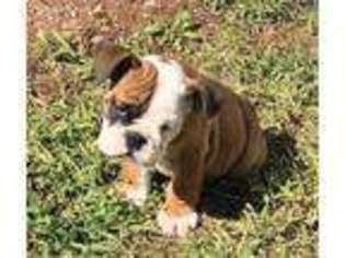 Bulldog Puppy for sale in Burns Flat, OK, USA