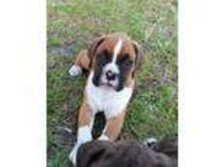 Boxer Puppy for sale in Sneads Ferry, NC, USA