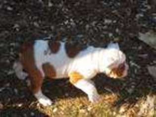 Bulldog Puppy for sale in WASHINGTON, DC, USA