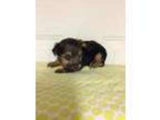 Yorkshire Terrier Puppy for sale in Elkins, AR, USA
