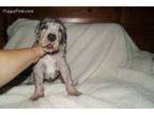 Great Dane Puppy for sale in Colorado City, TX, USA