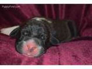 Great Dane Puppy for sale in Springfield, MO, USA