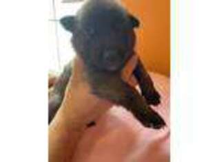 Belgian Malinois Puppy for sale in Potterville, MI, USA