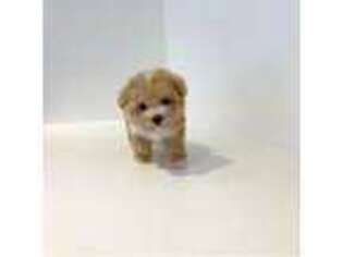 Mutt Puppy for sale in Garden Grove, CA, USA