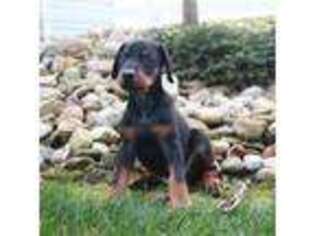 Doberman Pinscher Puppy for sale in Millersburg, OH, USA