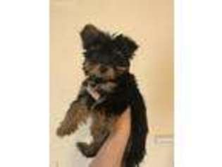 Yorkshire Terrier Puppy for sale in Blairsville, PA, USA