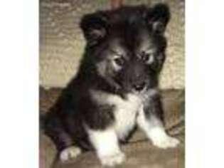 Native American Indian Dog Puppy for sale in Summerville, PA, USA
