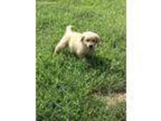 Golden Retriever Puppy for sale in Thayer, MO, USA