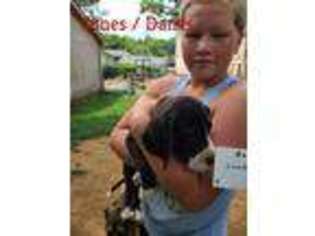 Great Dane Puppy for sale in Hermitage, TN, USA