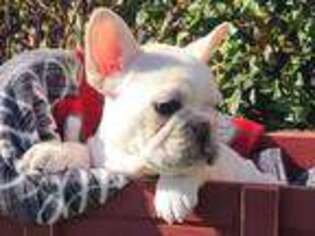 French Bulldog Puppy for sale in Heavener, OK, USA