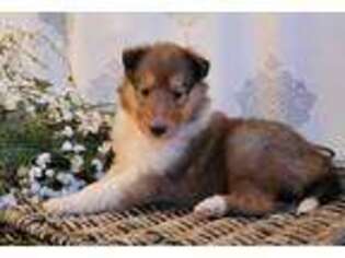Collie Puppy for sale in Turbotville, PA, USA