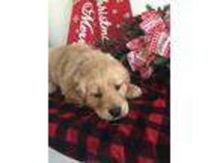 Golden Retriever Puppy for sale in Mercer, PA, USA