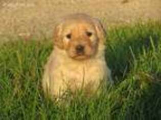 Golden Retriever Puppy for sale in Polk, OH, USA