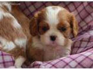 Cavalier King Charles Spaniel Puppy for sale in Kite, GA, USA