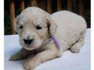 Goldendoodle Puppy for sale in Mount Airy, GA, USA
