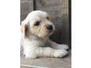 Golden Retriever Puppy for sale in Batesville, AR, USA
