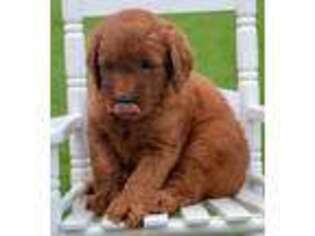 Goldendoodle Puppy for sale in Kendallville, IN, USA