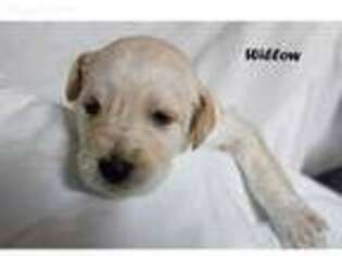 Labradoodle Puppy for sale in Marana, AZ, USA