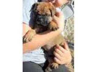 Bullmastiff Puppy for sale in Crete, NE, USA